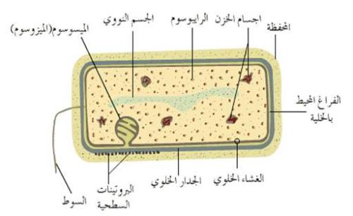 ���������� �������� 1056alsh3er.jpg