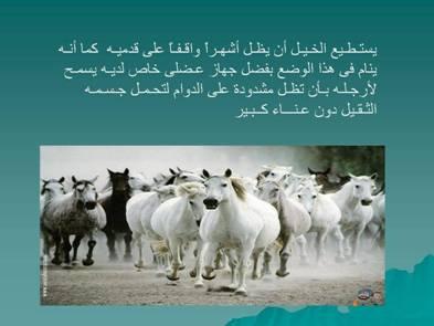 204alsh3er.jpg