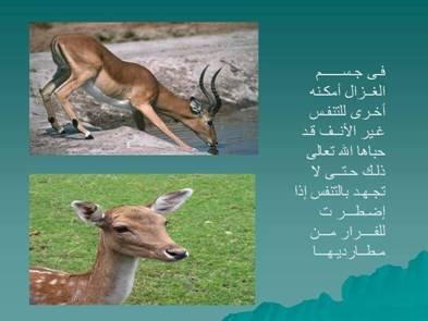 207alsh3er.jpg
