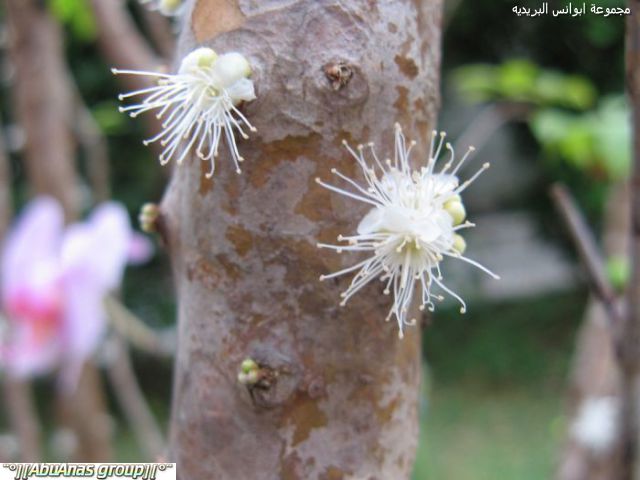 ��������� 3732alsh3er.jpg