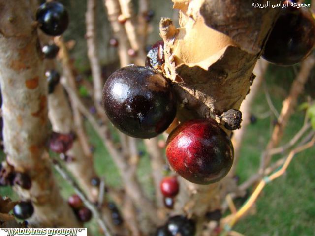 ��������� 3740alsh3er.jpg