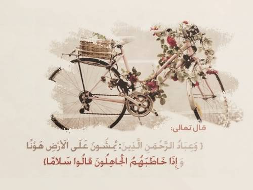35353alsh3er.jpg